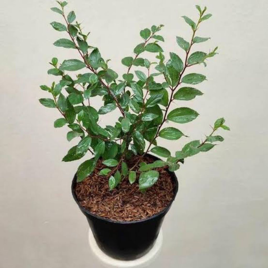 (Termurah) Tanaman Hias Bidara Arab Asli Pohon Hias Bidara Arab Asli