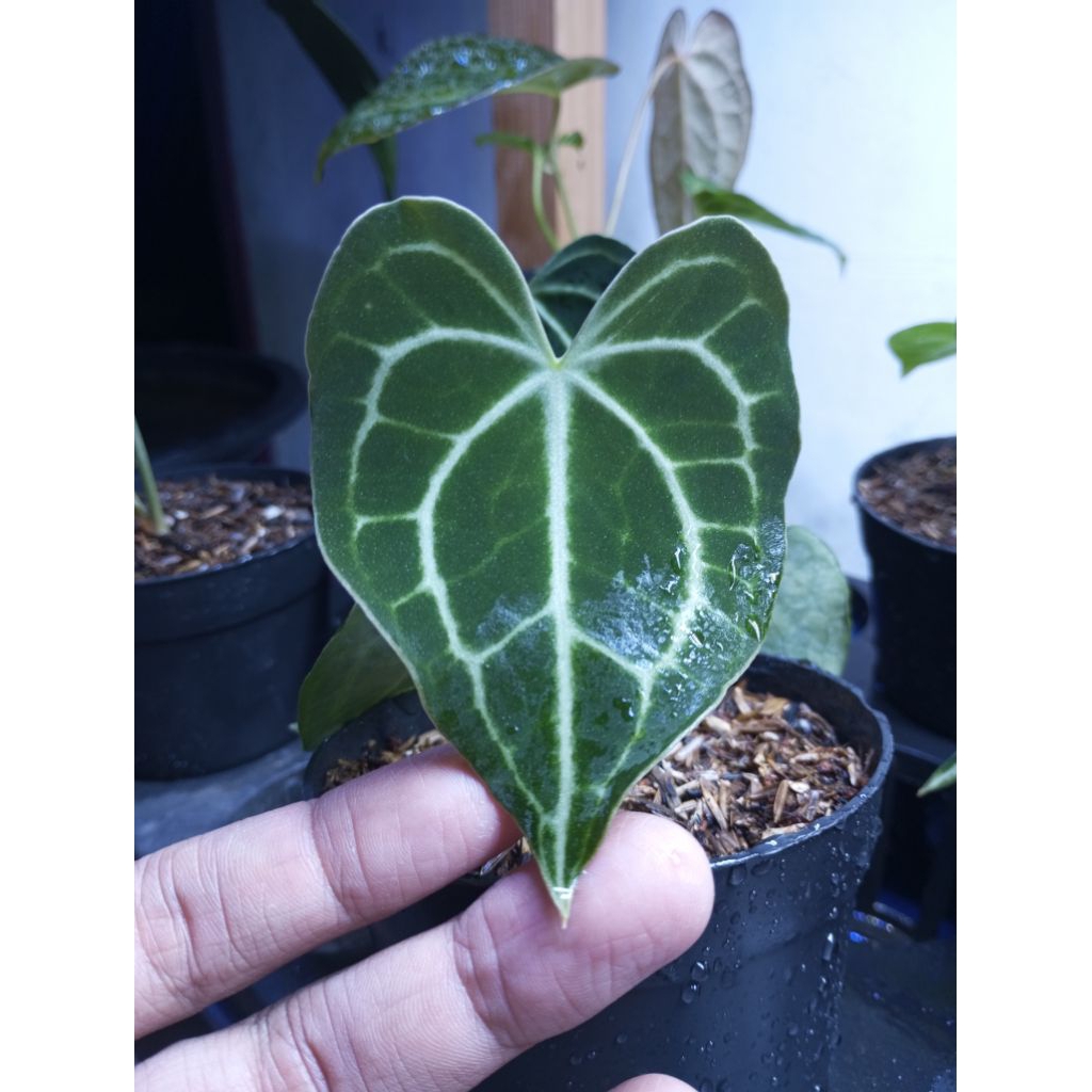 Anthurium Clarinervium Hybrid