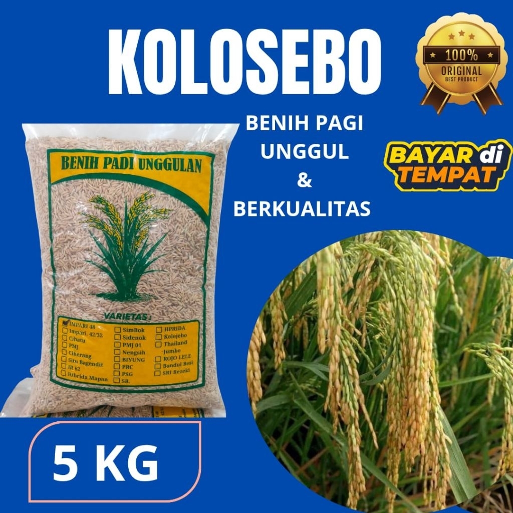 benih padi kolosebo. unggul KOLOSEBO dengan kemasan 5kg benih padi super unggul kolosebo