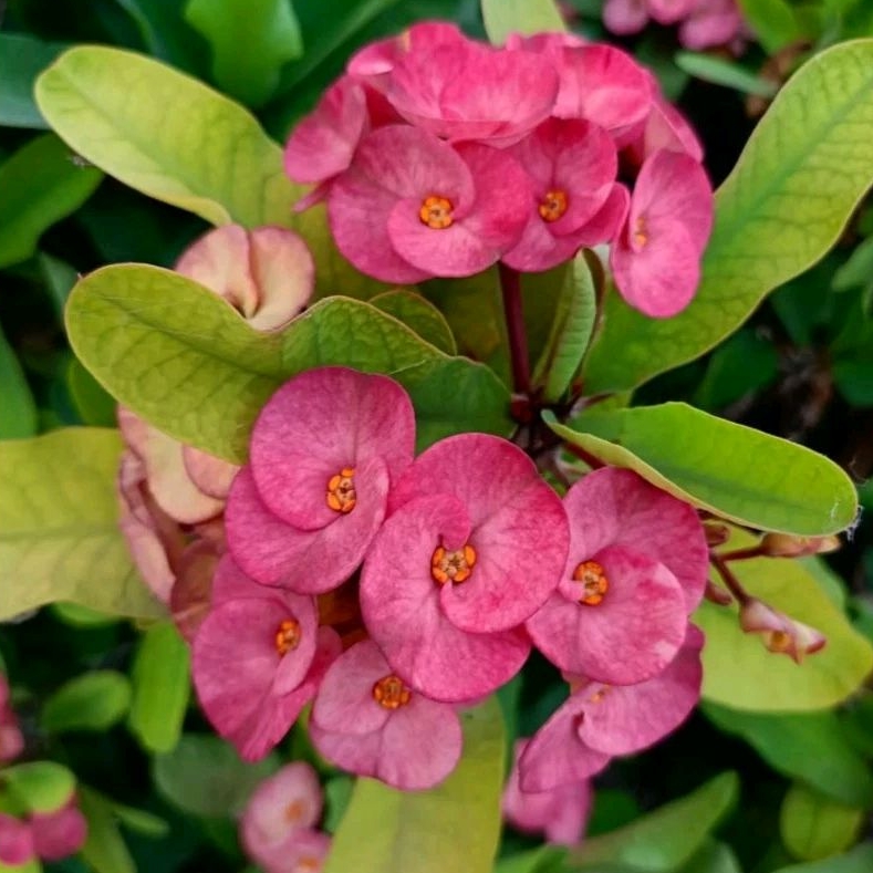 Tanaman hias hidup euphorbia mili bunga pink - pohon euphorbia bunga pink