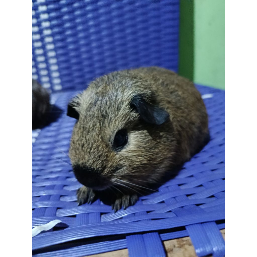 California Guineapig Marmut hias Jenis California