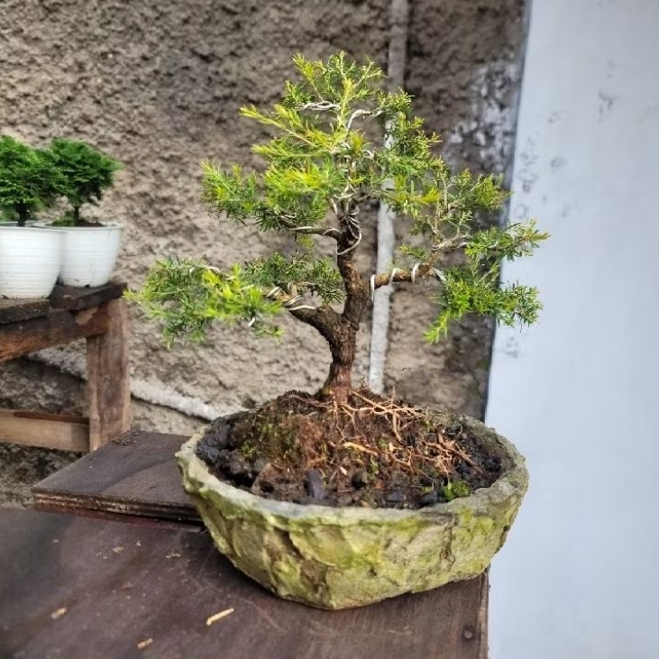 Bonsai Sapu sapu/ cucur atap