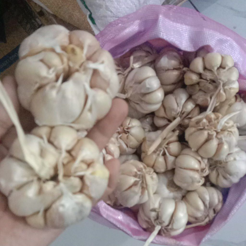 bawang putih 1 kg