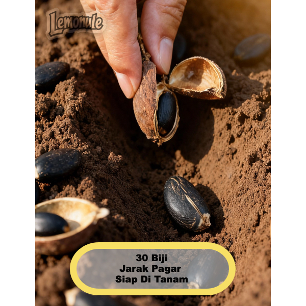 Biji Buah Jarak Pagar 30 Pcs Untuk Di Tanam Umpan Pancing
