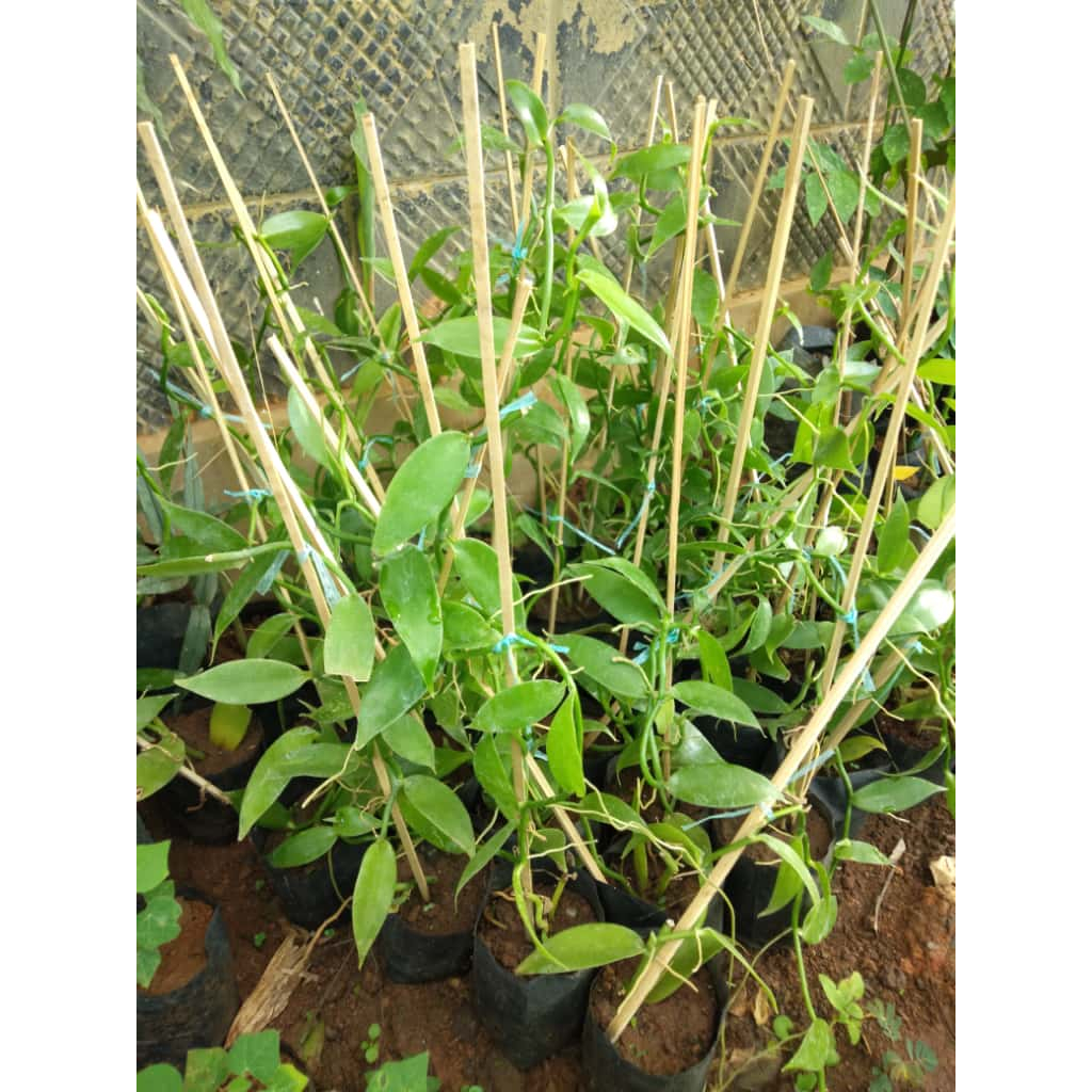 Bibit Tanaman Vanili Unggul Siap Tanam