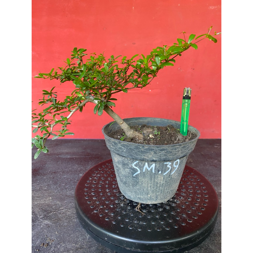 Bahan Bonsai Black Olive