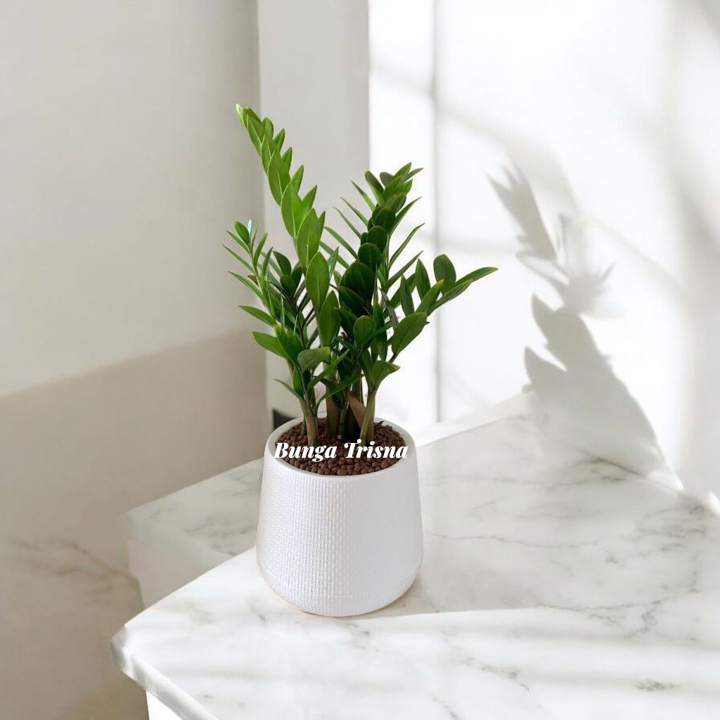 Tanaman Hias Dolar Zamia / Zamia Dolar / Tanaman ZZ Plant
