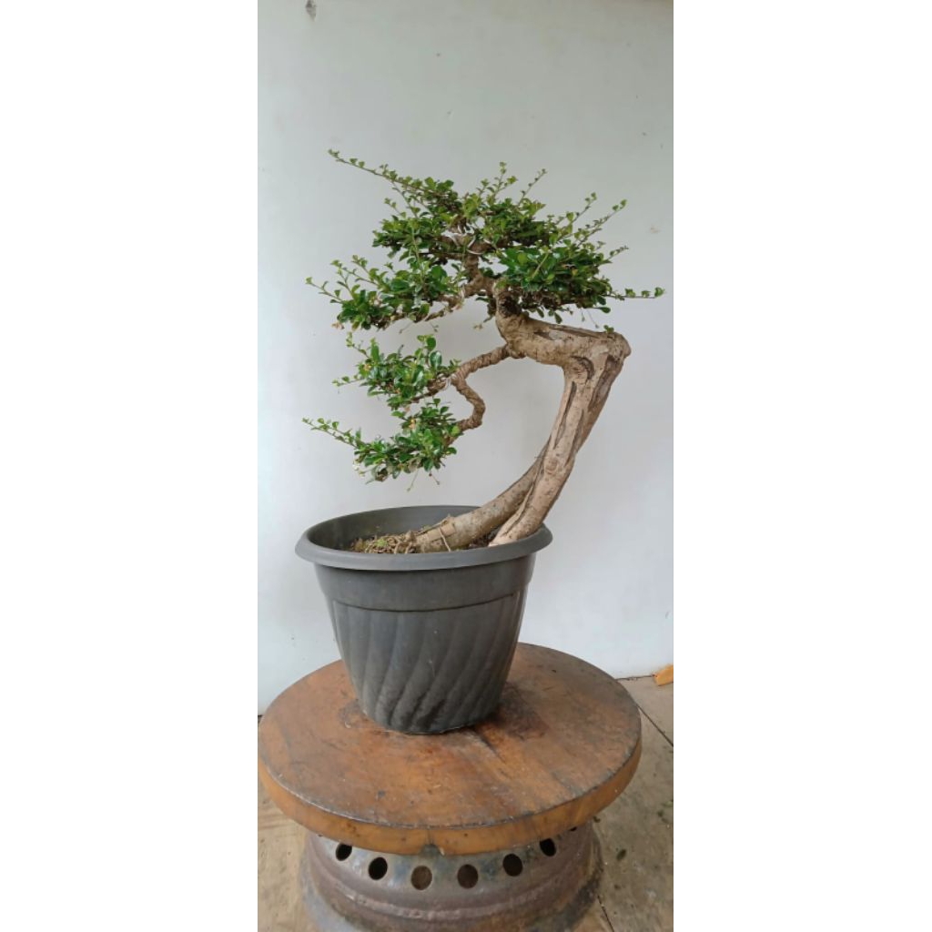 bonsai hokianti hokiantea bunga tinggi 40 cm