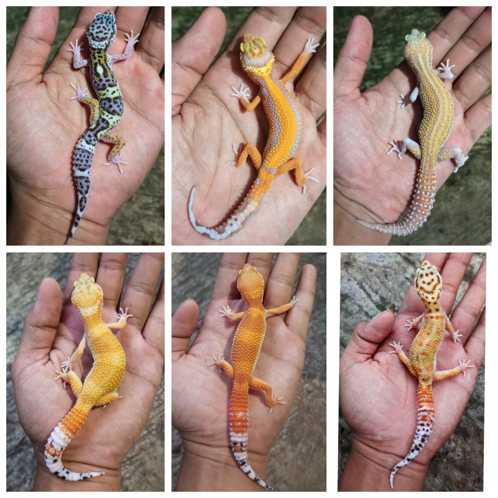 Gecko leopard Remaja free kalsium