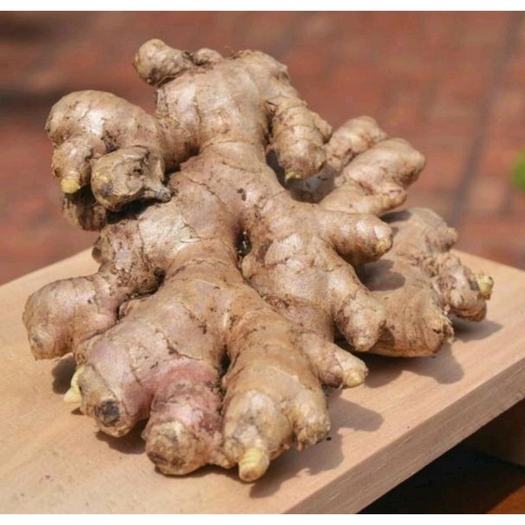 jahe putih 1kg jahe gajah