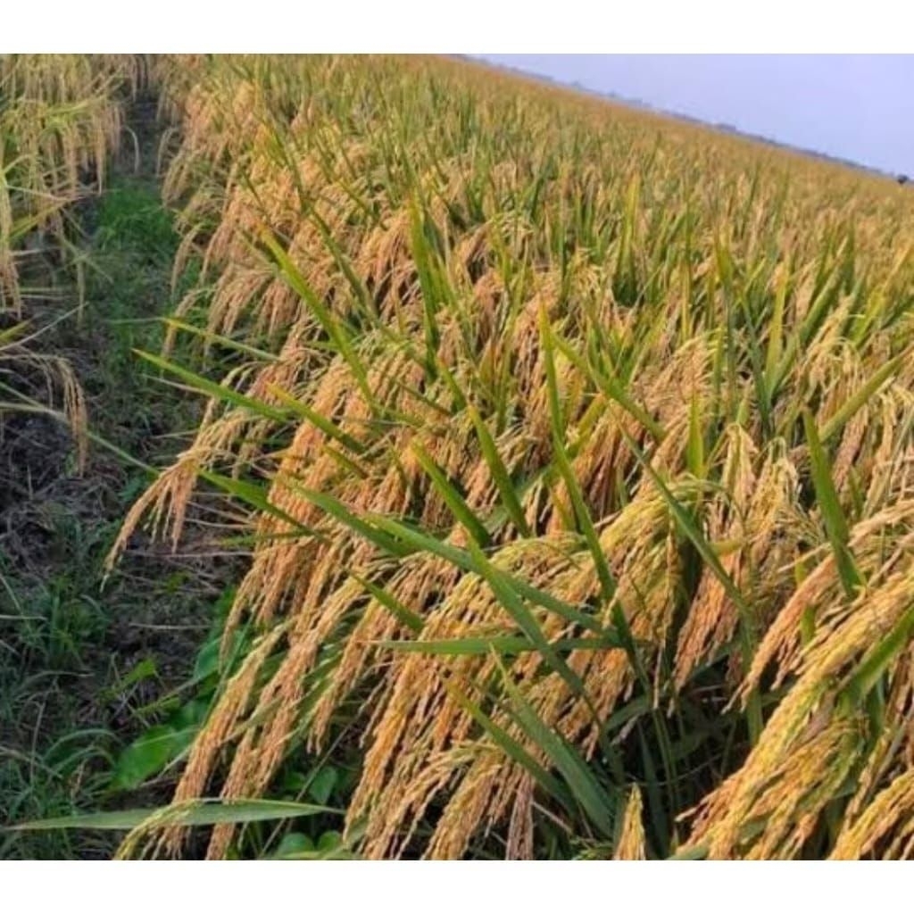 bibit padi CIHERANG JUMBO 5KG