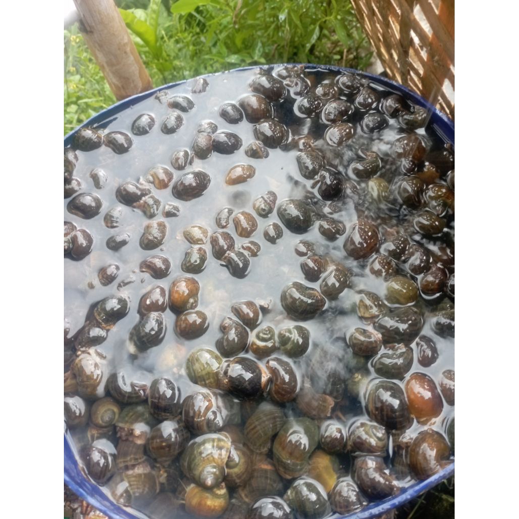 Keong Emas Sawah 1Kg