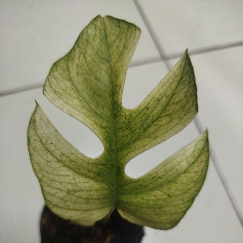 Tanaman Rhapidopora Tetrasperma White Monster 1 Daun