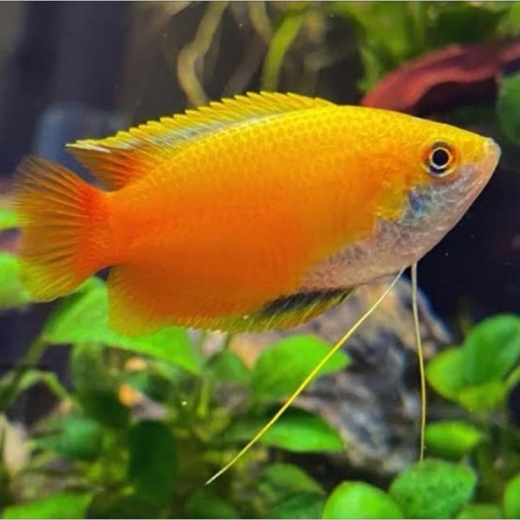 ikan hias sepat madu atau sepat thailand hanya instan