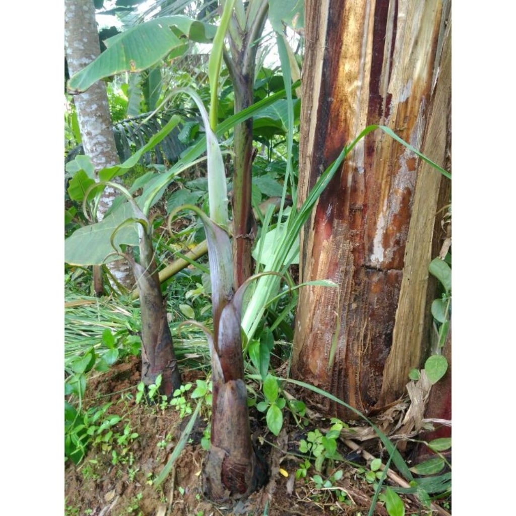 Tunas pisang limpung / bibit pisang limpung
