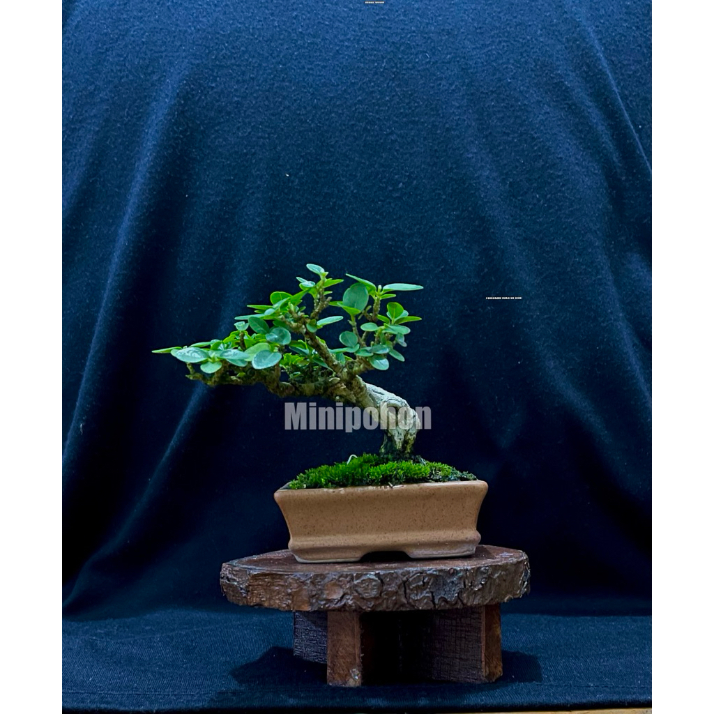 Bonsai mini sancang