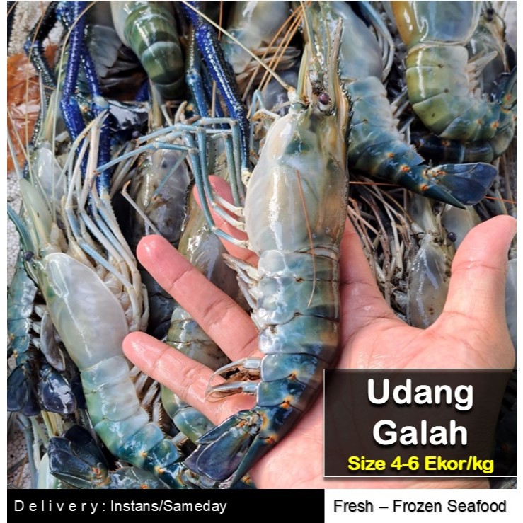 FRESH UDANG GALAH JUMBO ISI 4-6 EKOR/KG (TERMURAH)