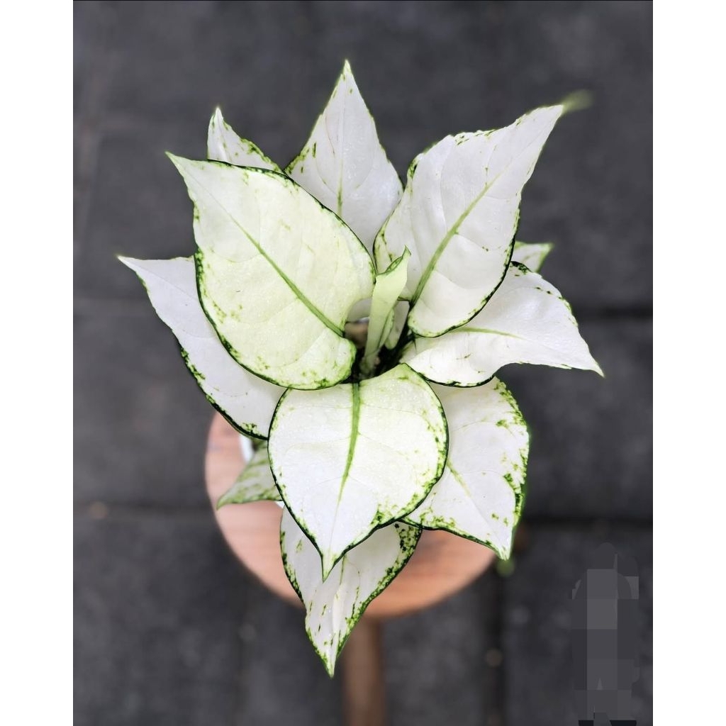 promo Aglonema super white