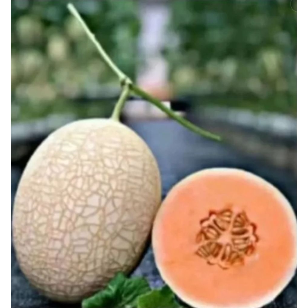 isi 1000 benih biji Melon sweet net 9 F1 original