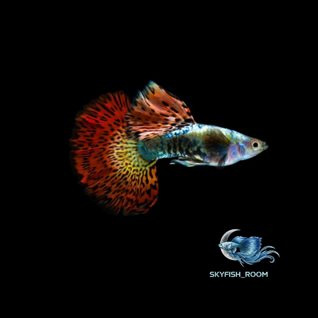 Aksesoris aquarium (guppy red dragon hm) 1 pasang