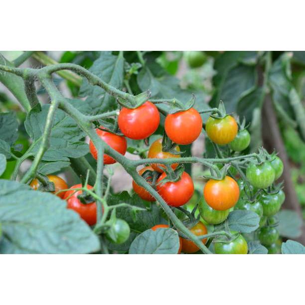 GARANSI - Bibit Tomat Rampai