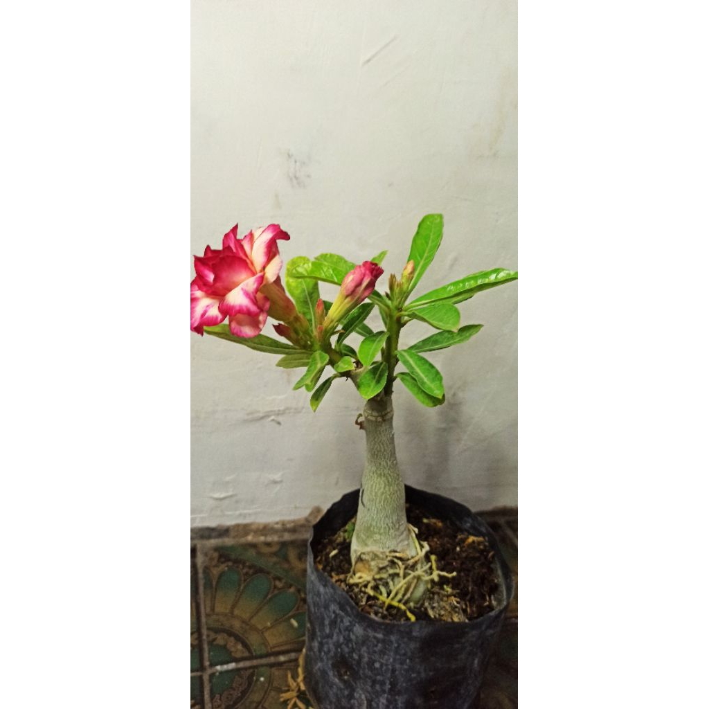 Adenium ID PORCELAIN Sudah Berbunga Bunga Tumpuk