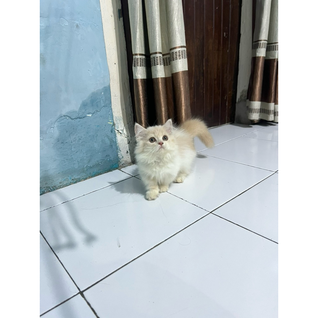 kucing munchkin mix persia longhair kaki pendek dan cebol