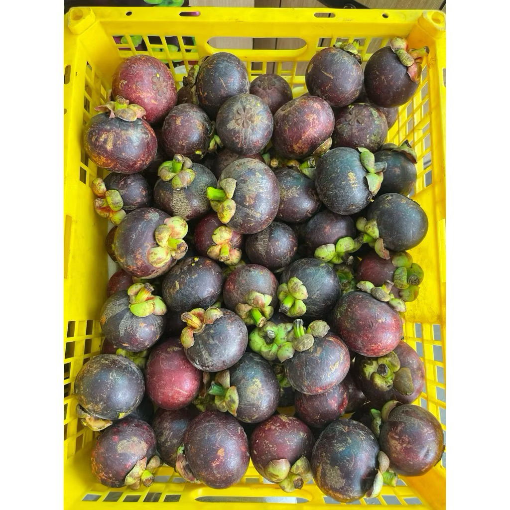 Manggis Super Fresh - Buah Manggis Thailand Super Fresh 2kg