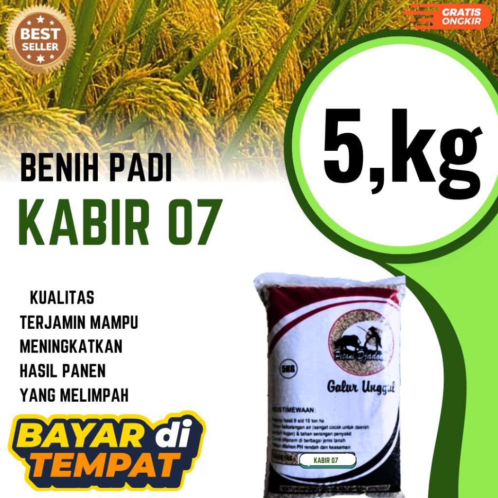 BENIH PADI TERBARU KABIR 07 KEMASAN 5 kg SUPER GENJAH