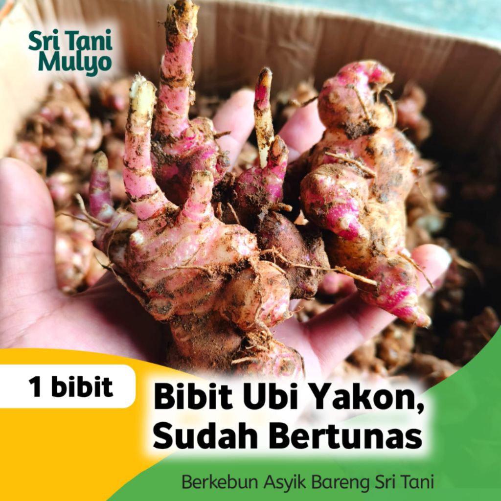 BIBIT UBI YAKON SUDAH BERTUNAS - SIAP TANAM YACON ASLI WONOSOBO