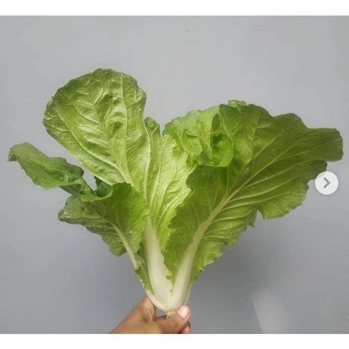 GARANSI - Bibit Sawi Samhong