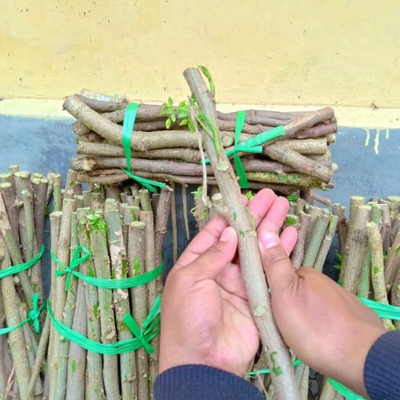 Bibit Stek Kelor / Stek Kelor / Bibit Kelor / Kelor [15 BATANG]