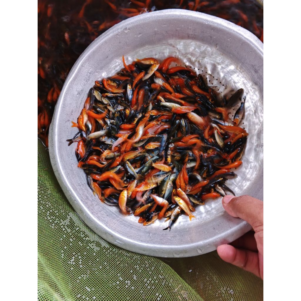 Burayak koi size 2-3cm