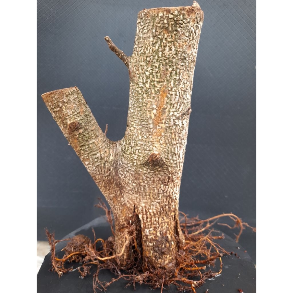 Bahan Bonsai Kimeng  Gaya Twin Size Small Real Pict