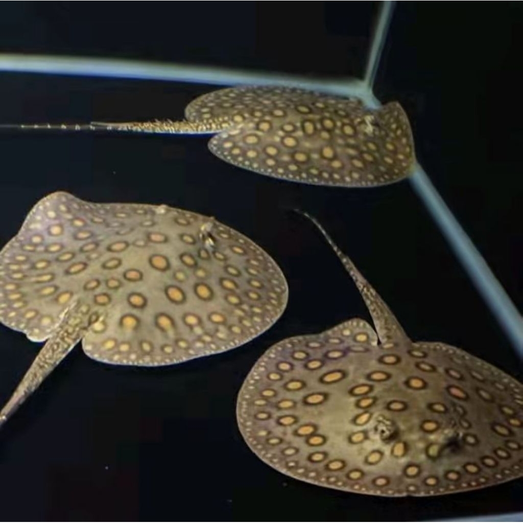 Pari Motoro Air Tawar 10-12cm