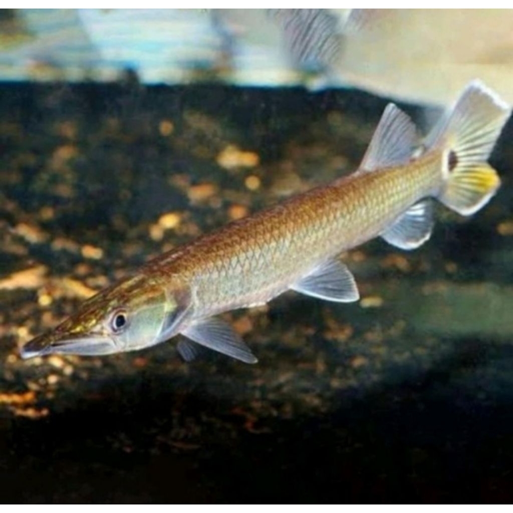 Hujeta Gar / Barracuda Air Tawar 10-12cm