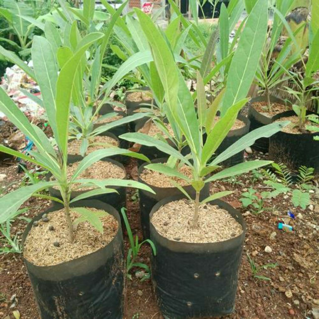 pohon tabebuya bunga kuning - pohon pelindung - tabebuya