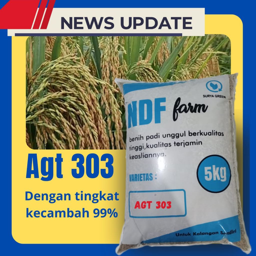 Benih padi Agt303 bibit berkualitas premium original hasil 12 ton/hektarnya 5kg