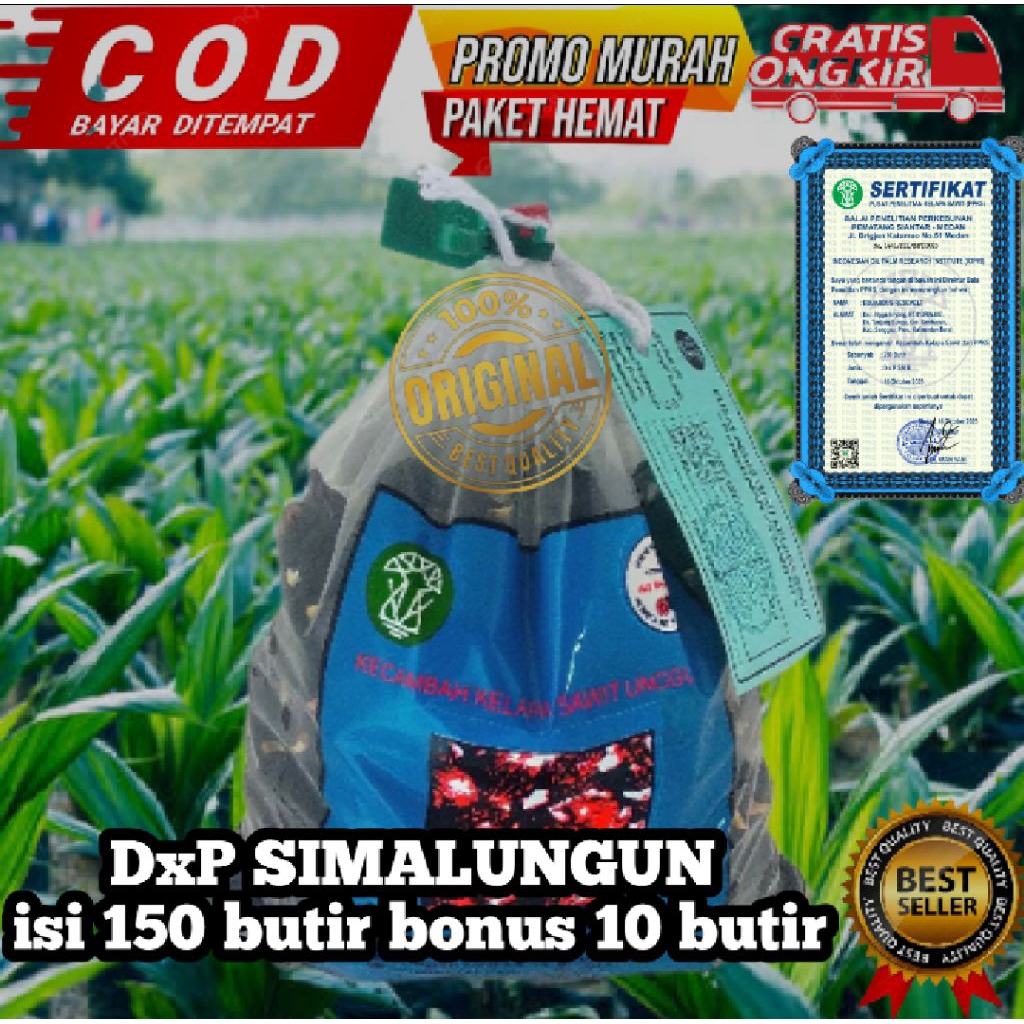 Bibit benih kelapa sawit PPKS SIMALUNGUN (isi 150 butir) bonus 10 butir