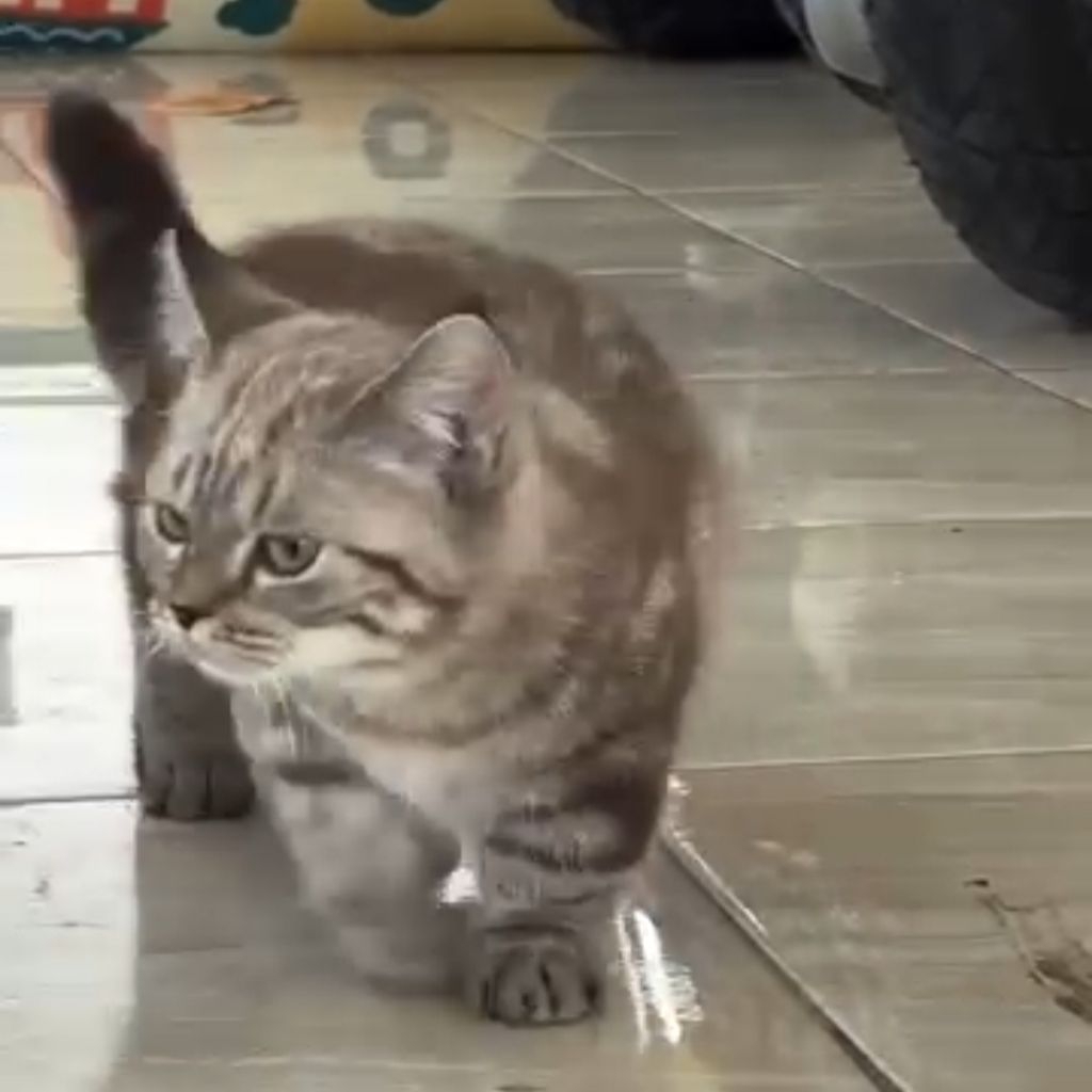 kitten bsh munchkin / kucing bsh cebol jantan taby dewasa