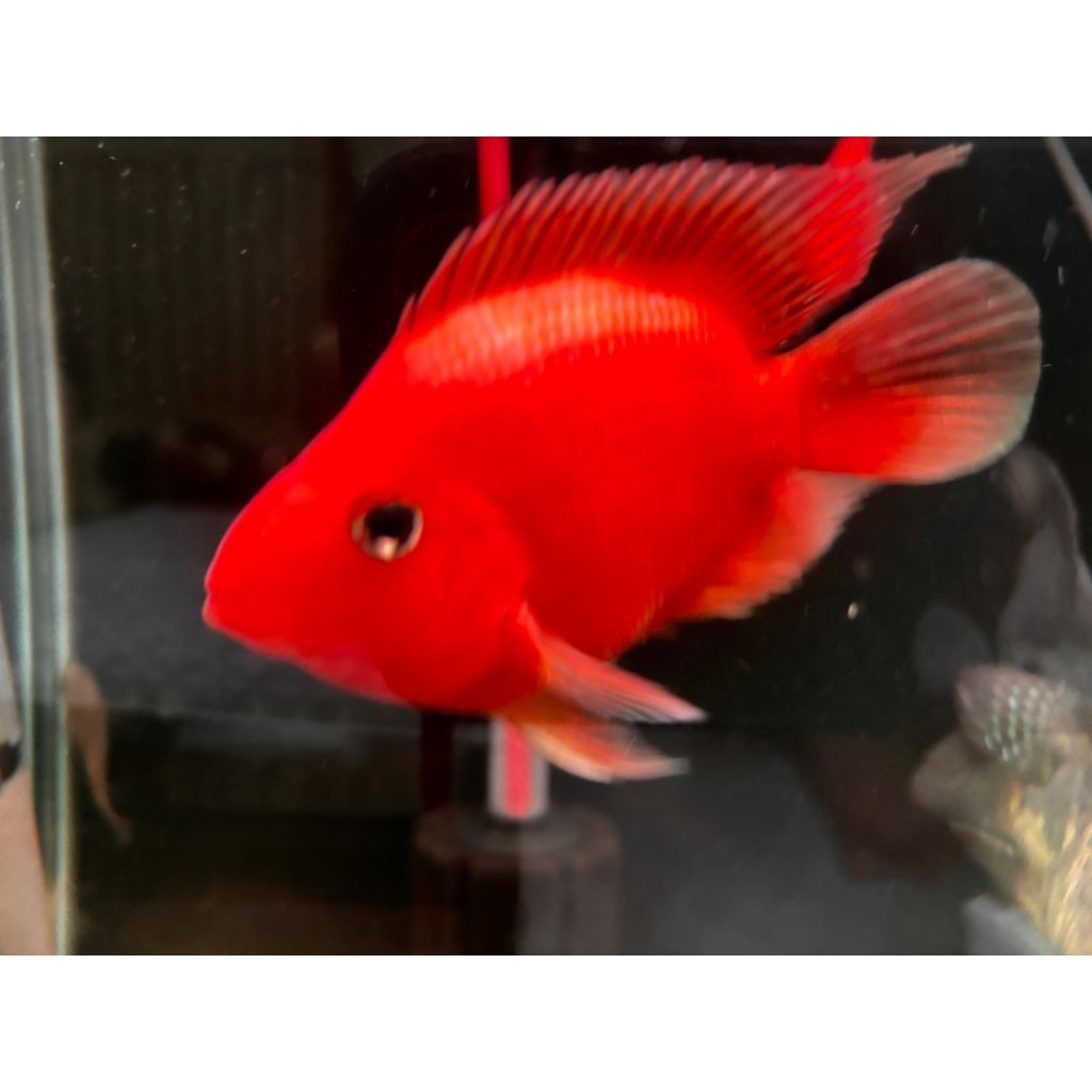 [HANYA INSTAN] Ikan Kingkong Parot Lokal Red Parrot / Ikan Parrot Merah Size 15-16cm - Ikan Kingkong