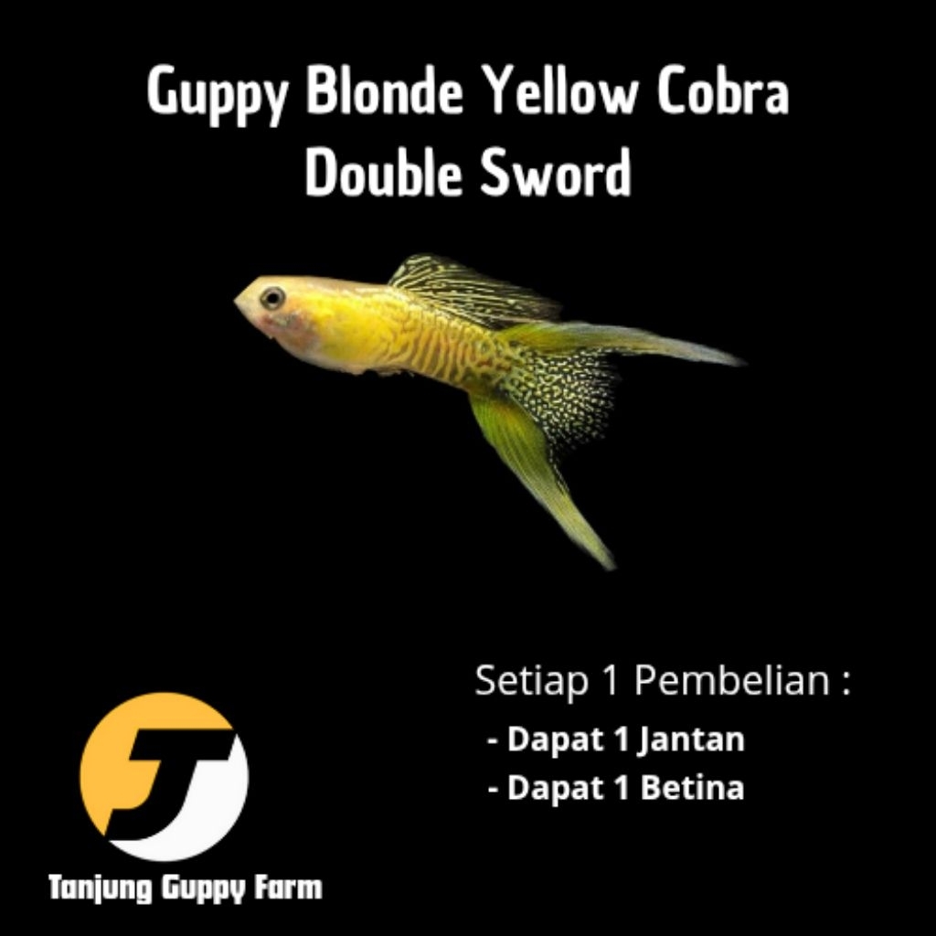 Cendramata Guppy Blonde Yellow Cobra Double Sword