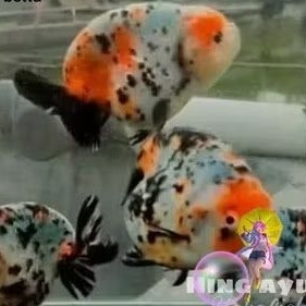 ikan mas koki ranchu 6-7 cm  cow  sapi 3 color / ikan mas koki warna warni koky sapi / ikan mas koki