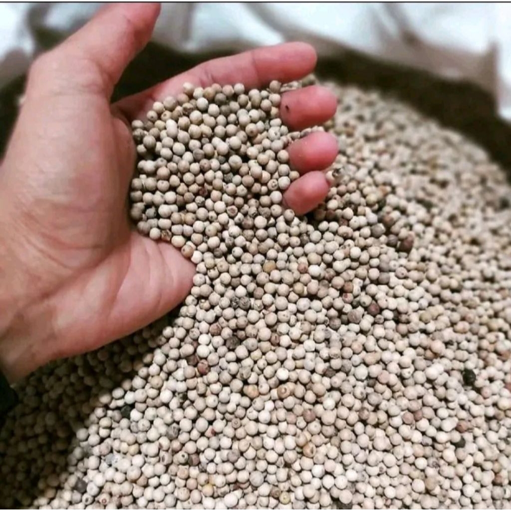 Lada Butir putih 1 kg asli Merica butir