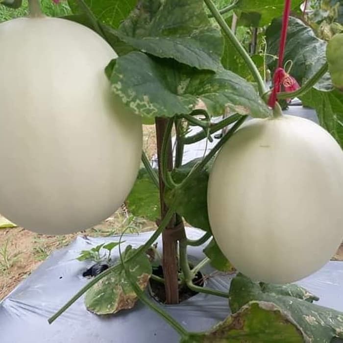 GARANSI - Bibit Melon Madu Putih