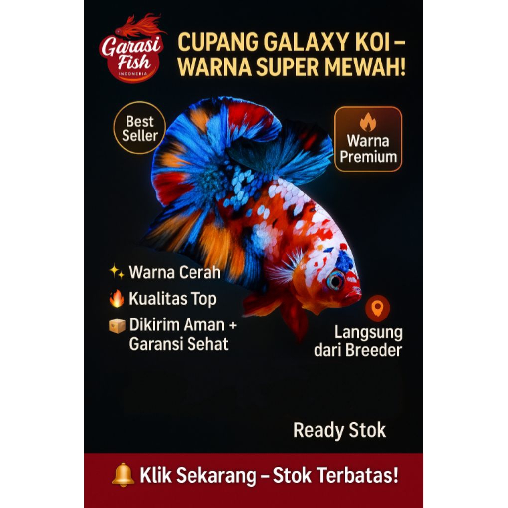 Hiasan Plakat TOP GRADE cupang multicolor
