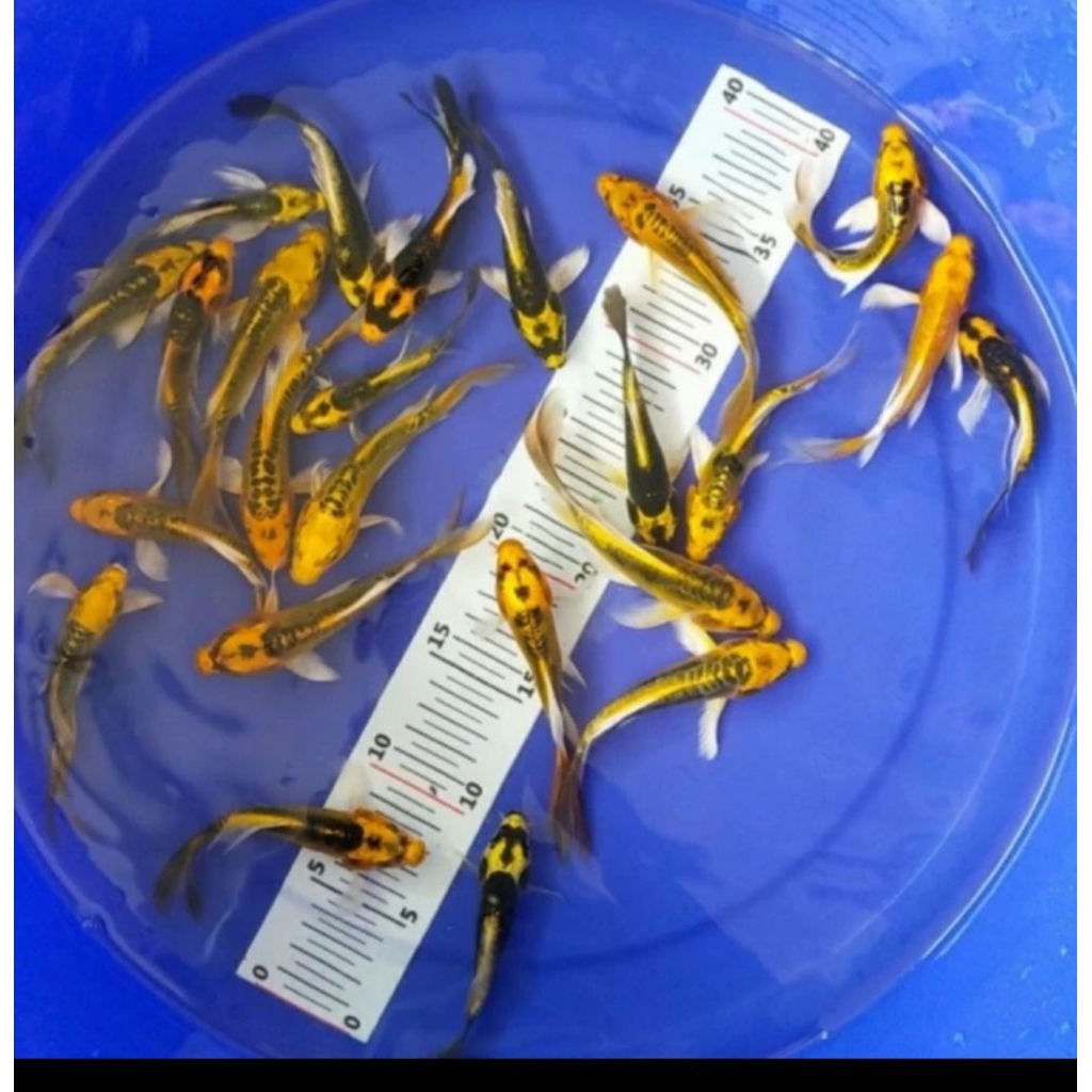 PAKET 20 EKOR KOI METALIK SLAYER KUMPAI SIZE 4-6 CM