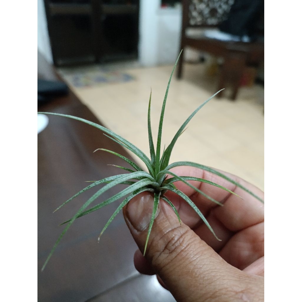 Tillandsia Utriculata