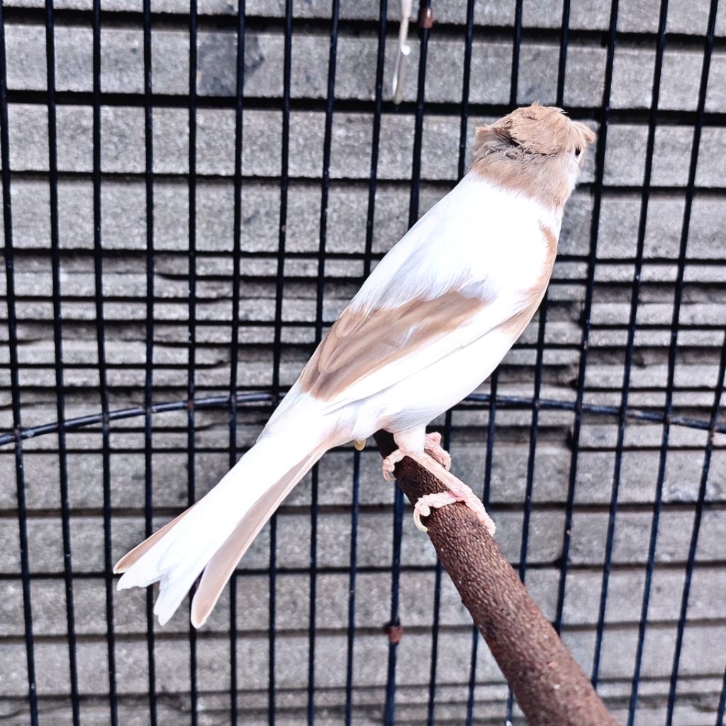 Kenari Jambul/Gloster Panda Mocca Simetris - Betina (Only Instant Delivery)