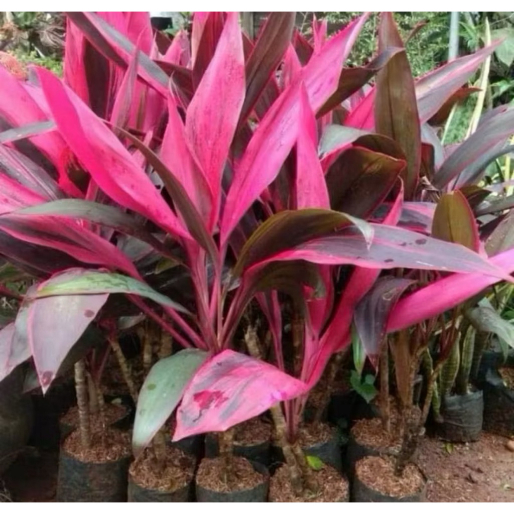 Tanaman Hias Hanjuang Merah Tanaman Andong Merah Pohon Andong Pohon Hanjuang Merah